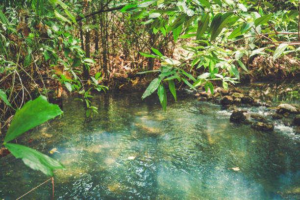 Natural hot springs have formed a clear fresh water pool in this tropical rainforest, Krabi province, Thailand. Locally known as Emerald Pool.