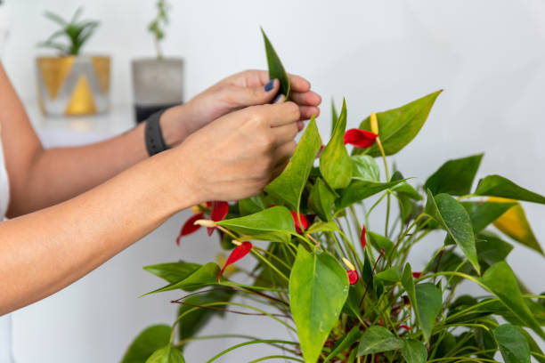 istock woman's hands cleaning anthurium flower leafs in home 1329876691