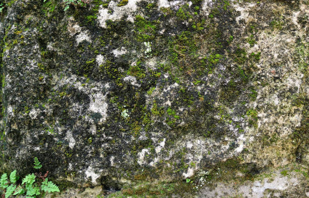 istock green moss on a gray stone wall - rough texture for a background 1329876734