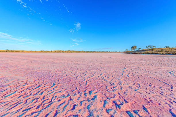 picture of the pink surface of lake crosbie in south australia's murray-sunset national park - lake murray imagens e fotografias de stock