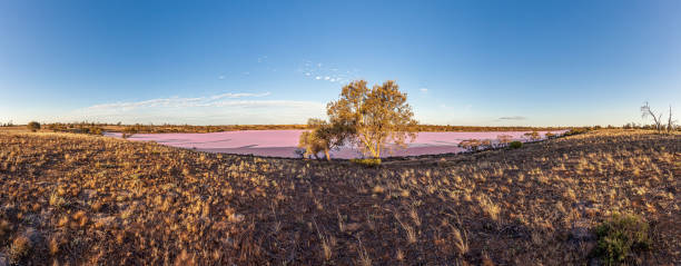 Panoramic view of pink Lake Crosbie in South Australia's Murray-Sunset national park Panoramic view of pink Lake Crosbie in South Australia's Murray-Sunset national park during daytime lake murray stock pictures, royalty-free photos & images