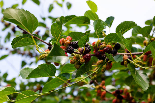 zweige des maulbeerbaums mit reifenden früchten. reife maulbeere am baum mit grünem laub. erntezeit. - mulberry bush stock-fotos und bilder