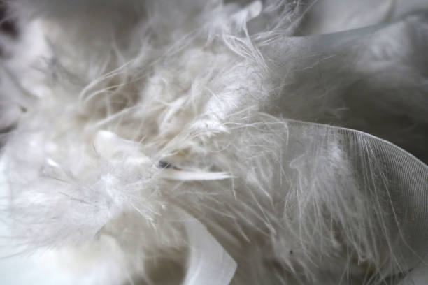 istock white feather texture of a bird's wing - closeup swan background plumage 1329879229