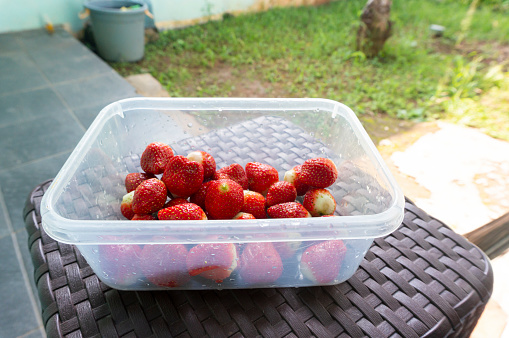 Freshly cleaned fresh strawberries in a container
