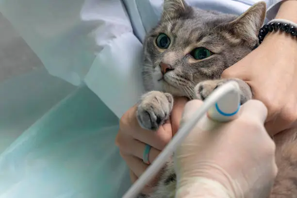 Photo of Reception at the veterinary clinic. Close up veterinarian makes an abdominal ultrasound to the grey cat on the medical table