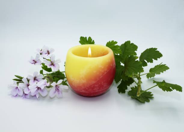 la pianta di pelargonium allontana le zanzare citronella con fiori di malva e foglie verdi accanto a una candela aromatica accesa su sfondo neutro - candle lemon grass insect repellant insect foto e immagini stock