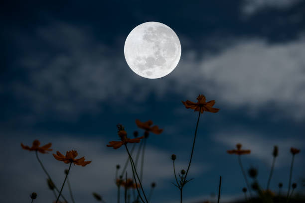 istock Full moon with cosmos flowers silhouette in the night. 1329881064