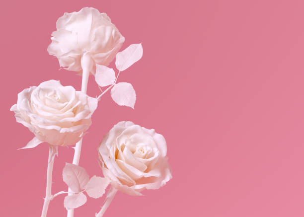 istock Abstract 3d rendering beautiful white roses on pink, Valentine day romantic or elegant wedding background, 1329881141