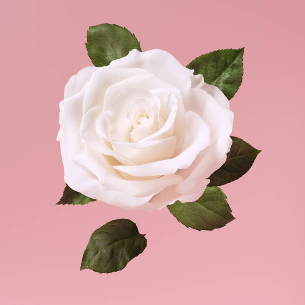Beautiful white rose bud isolated on pink background 3d rendering. Floral decoration design element
