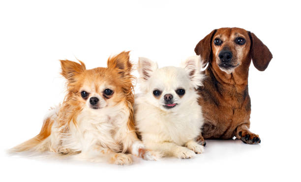 istock brown Dachshund and chihuahuas 1329882503