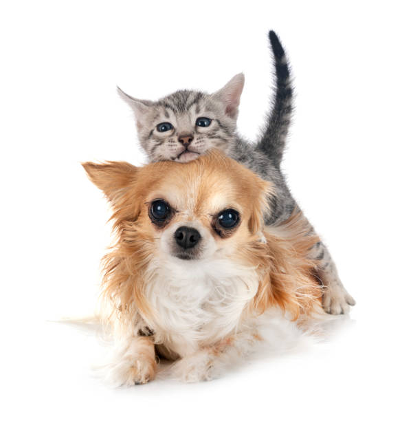 istock bengal kitten and chihuahua 1329883290