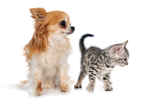 istock bengal kitten and chihuahua 1329883373