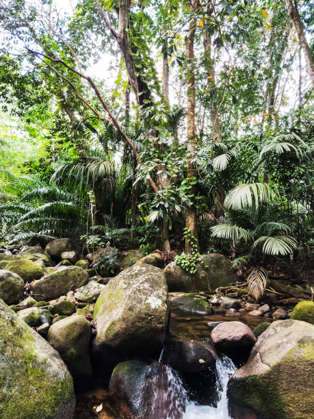 istock River&rocks at jungle, Mahe, Seychelles 1329884074