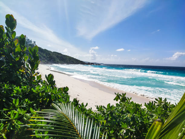 istock Another view of the beach and ocean through tree 1329884111