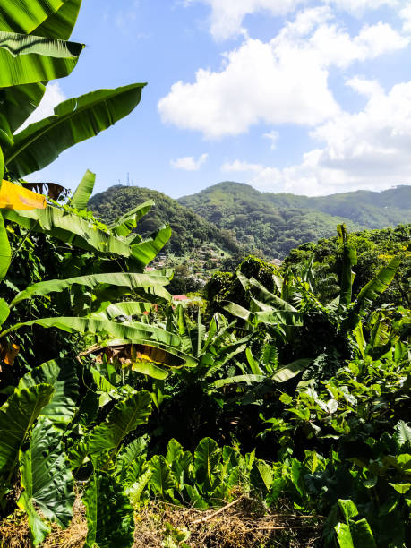 istock View of a town and mountains from jungle 1329884184