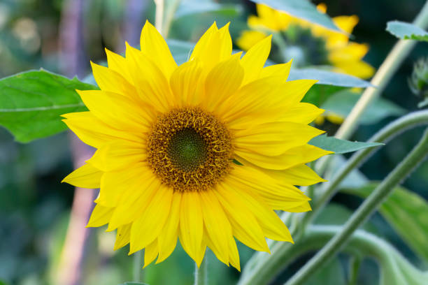 istock Little yellow sunflower on a green background. 1329884790