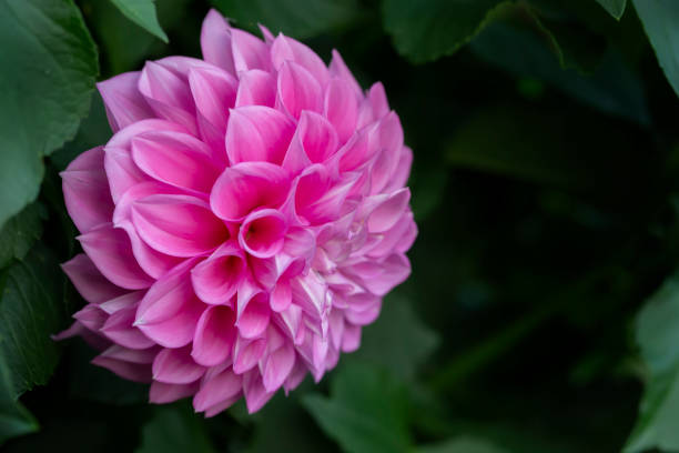 istock Beautiful pink flower close-up on a green background. 1329884811