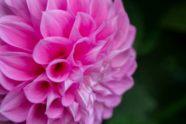 istock Beautiful pink flower close-up on a green background. 1329885114