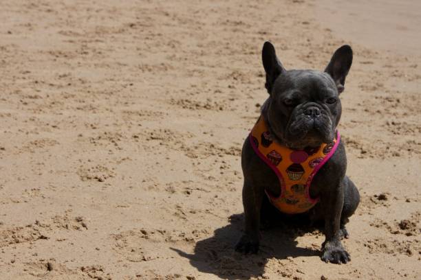 istock Dog on the beach 1329886502
