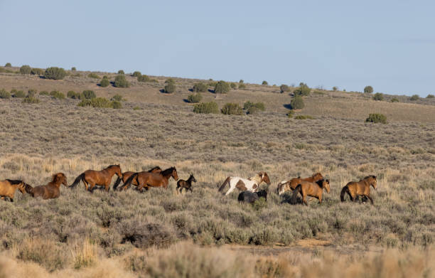 istock Herd of Wild Horses in the Utha Desert 1329889217