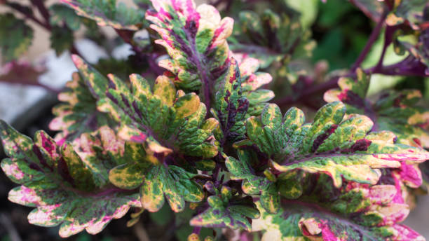 istock coleus plant leaves closeup 1329889332
