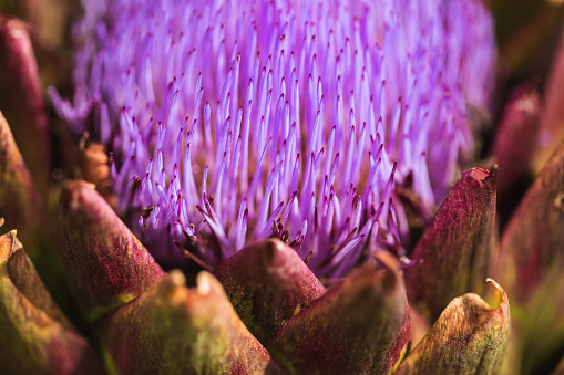 Macrophotography of a beautiful blooming flower of the vegetable artichoke. Color editing. Selective focus. Part of a series.