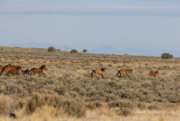 istock Herd of Wild Horses in the Utha Desert 1329889417