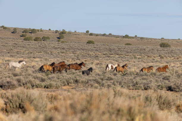 istock Herd of Wild Horses in the Utha Desert 1329889546