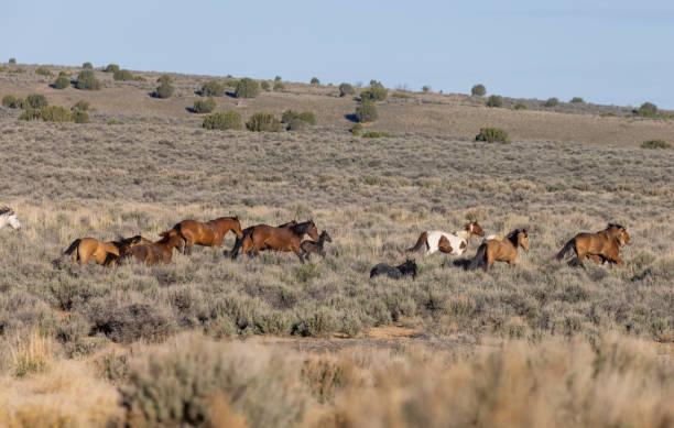 istock Herd of Wild Horses in the Utha Desert 1329889742