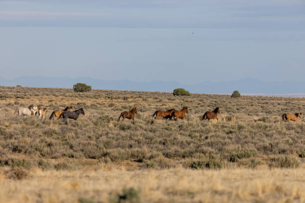 istock Herd of Wild Horses in the Utha Desert 1329889882