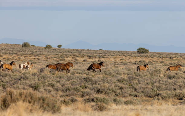 istock Herd of Wild Horses in the Utha Desert 1329889942