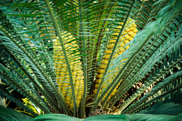 istock Cycas revoluta 1329890687