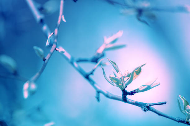 Branches of a blossoming pear tree. Spring nature background