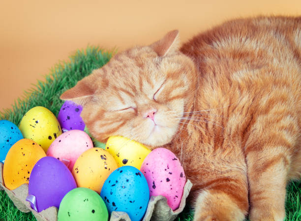 istock Cute ginger British shorthair cat with Easter eggs. The funny cat sleeping on the eggs 1329891169