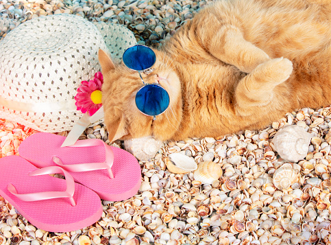 Portrait of a funny ginger British shorthair cat in sunglasses and a straw sun hat lies on its back on a beach in summer. Summer travel concept