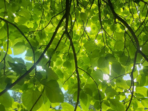 Canopy of leaves