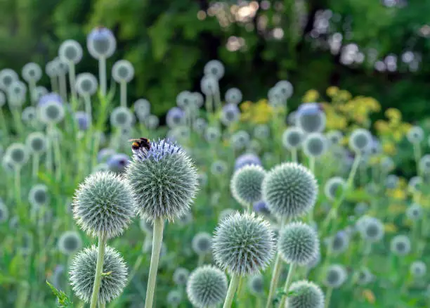 Round and spiky echinops or thistle flowers with bee collecting pollen.