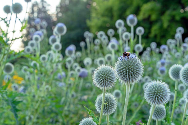 istock Round and spiky echinops or thistle flowers with bee collecting pollen. 1329893774