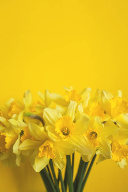 Bouquet of yellow daffodils on a yellow background