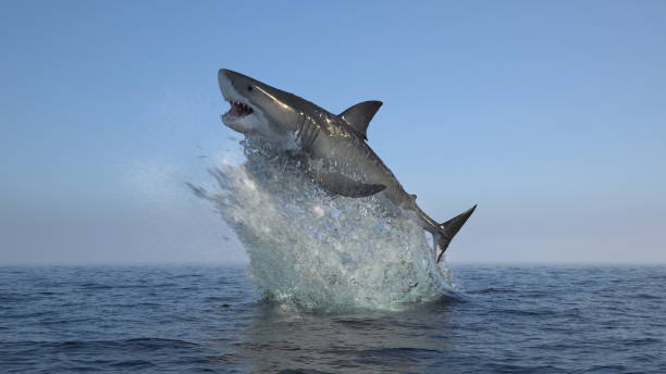 istock Great white shark jump out of water 1329895955