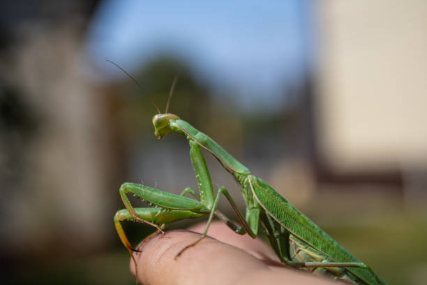 istock Green female praying mantis sitting on fingers 1329896980