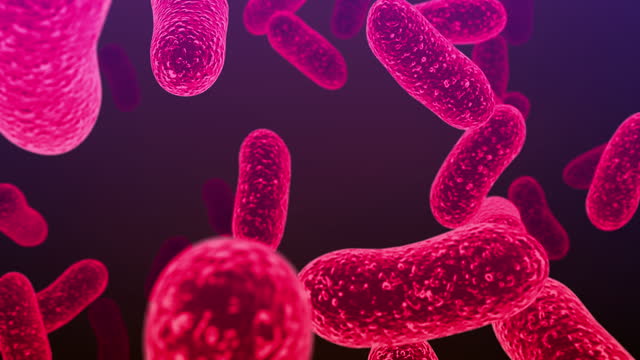 Salmonella bacteria. S. typhi, S. typhimurium and other Salmonella, rod-shaped bacteria, the causative agents of enteric typhus and food toxic infection salmonellosis
