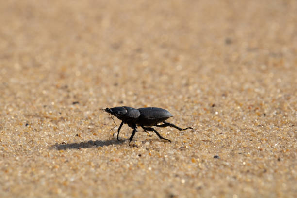 istock Black beetle standing on the sand 1329897058