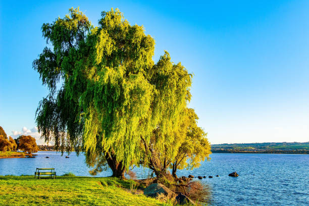 istock Magnificent tree by the lake 1329897153