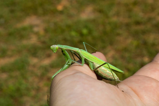 istock Green female praying mantis sitting on fingers 1329897154