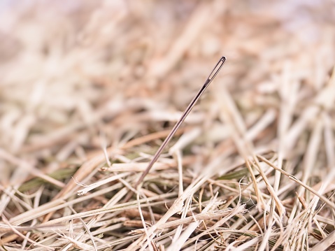 Finding the needle in the haystack. Concept image of a shiny needle depicted within field of drying grass.