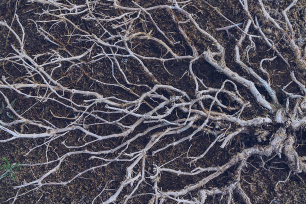 istock branches of dead plant on dark ground heritage or ancestors tree concept template 1329898833