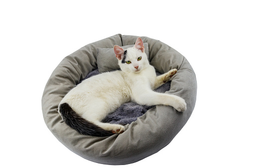 White cat lying in comfortable pet bed isolated on white background
