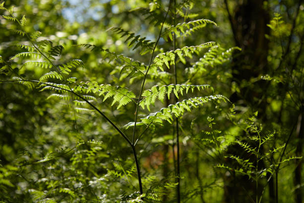 istock Plant close up at dawn 1329899012