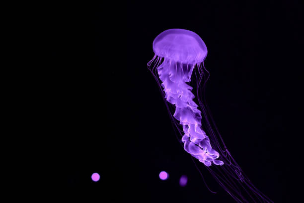 istock Bright purple jellyfish on a black background. 1329900227
